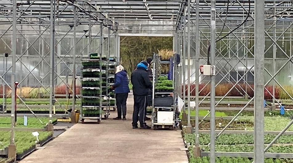 Staff with trolleys in glasshouse at Bransford Garden Plants